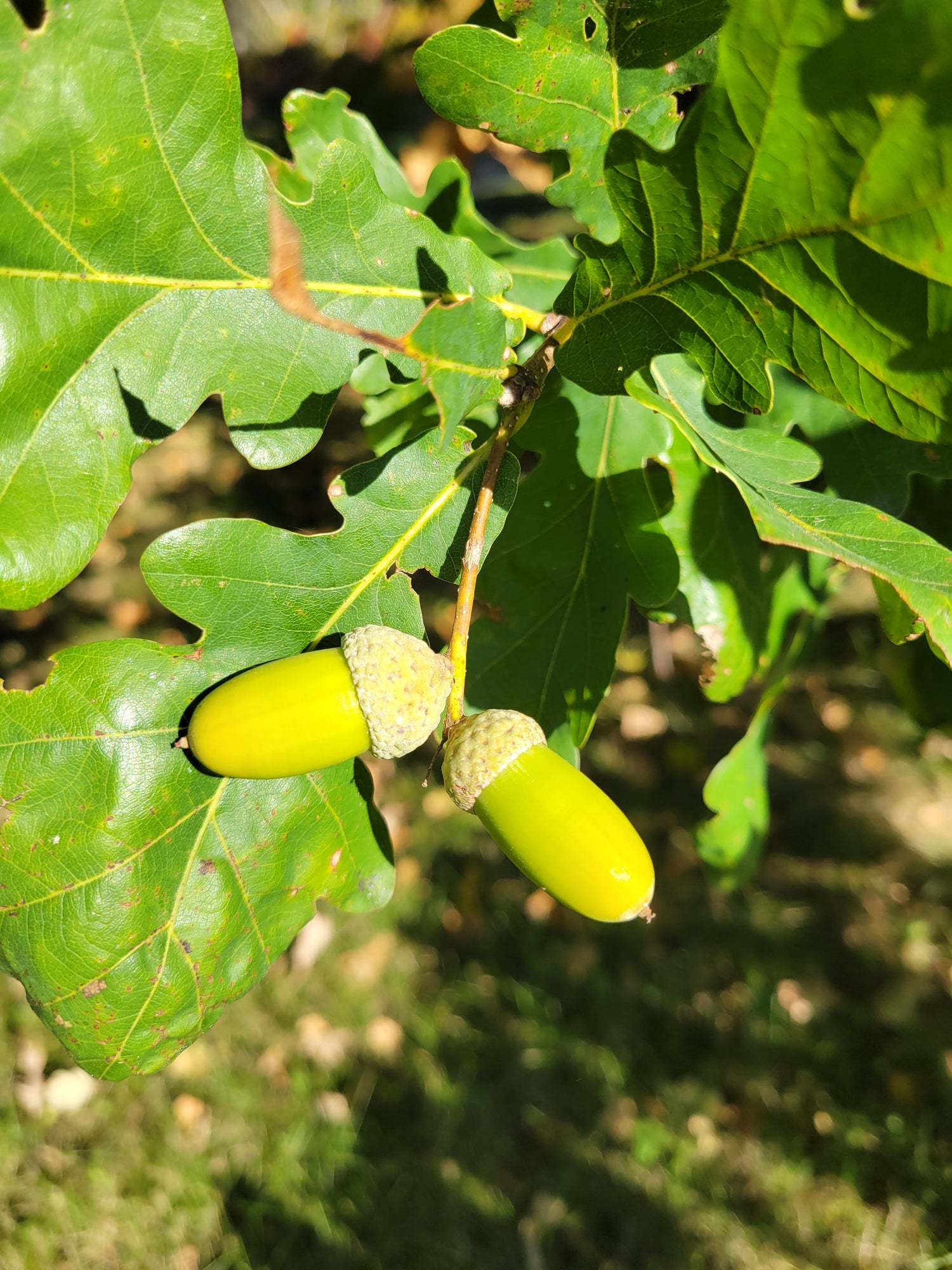 Two green English oak acorns on a branch with leaves in the background