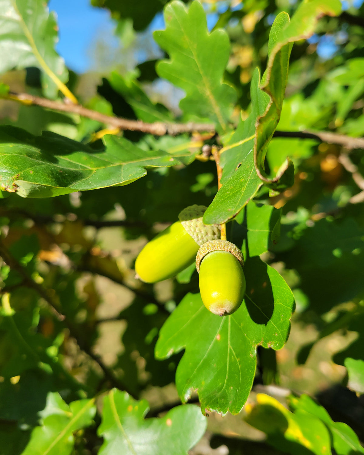 Green English oak acorn on a branch with leaves