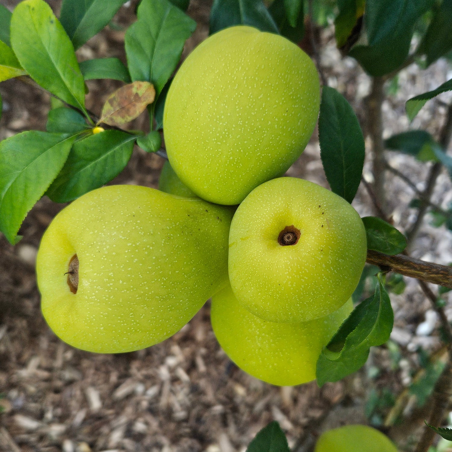 Flowering Quince
