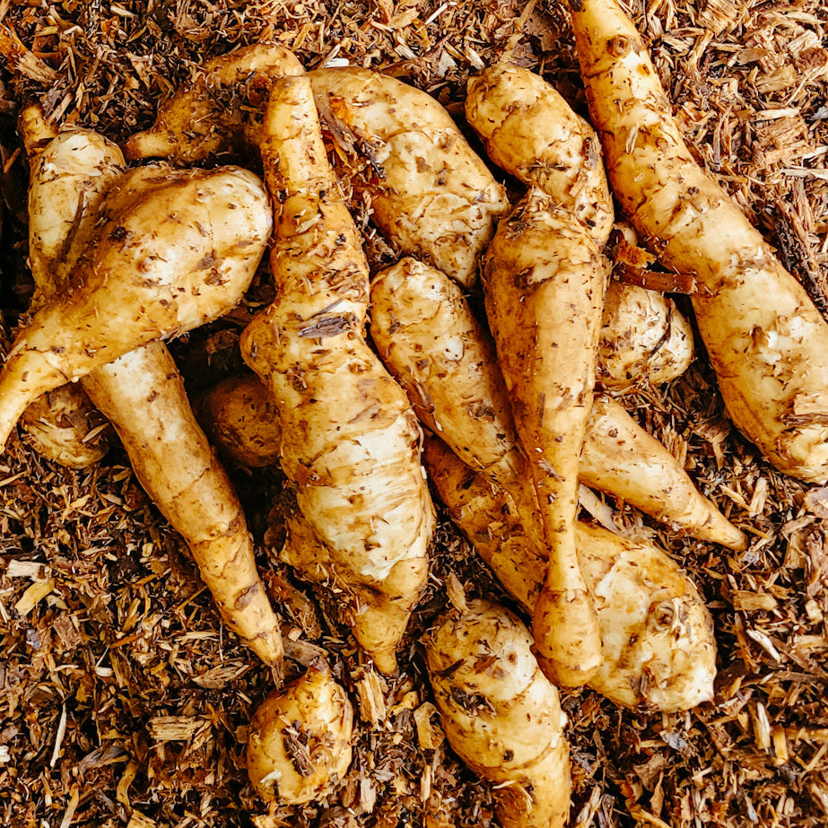 Person wearing boots with a pile of sunchokes on a floor