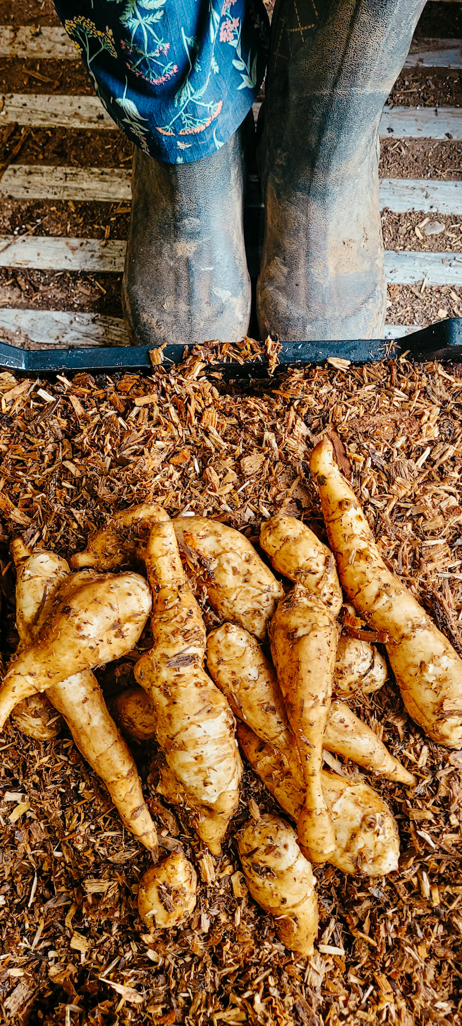 Sunbeam Sunchoke Tuber