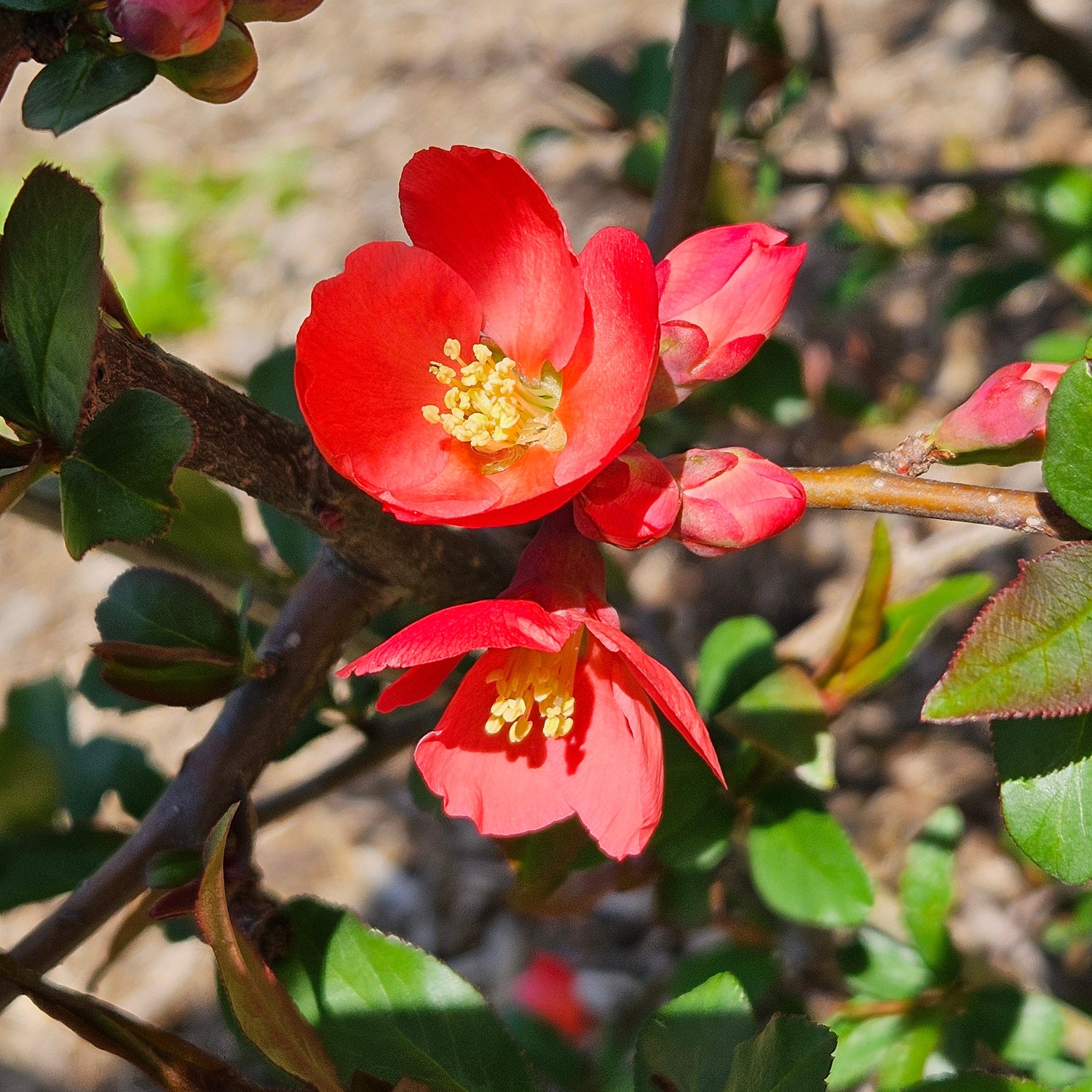 Flowering Quince