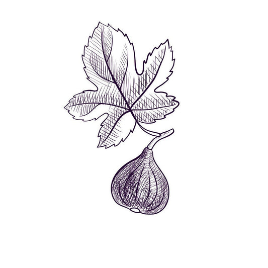 Texas Everbearing Fig drawing