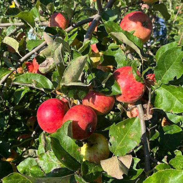 Woolbrook Pippin Bareroot Apple