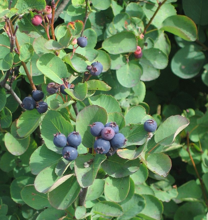 Isaac Saskatoon Berry Bareroot