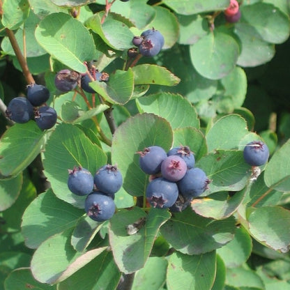 Smokey Saskatoon Berry