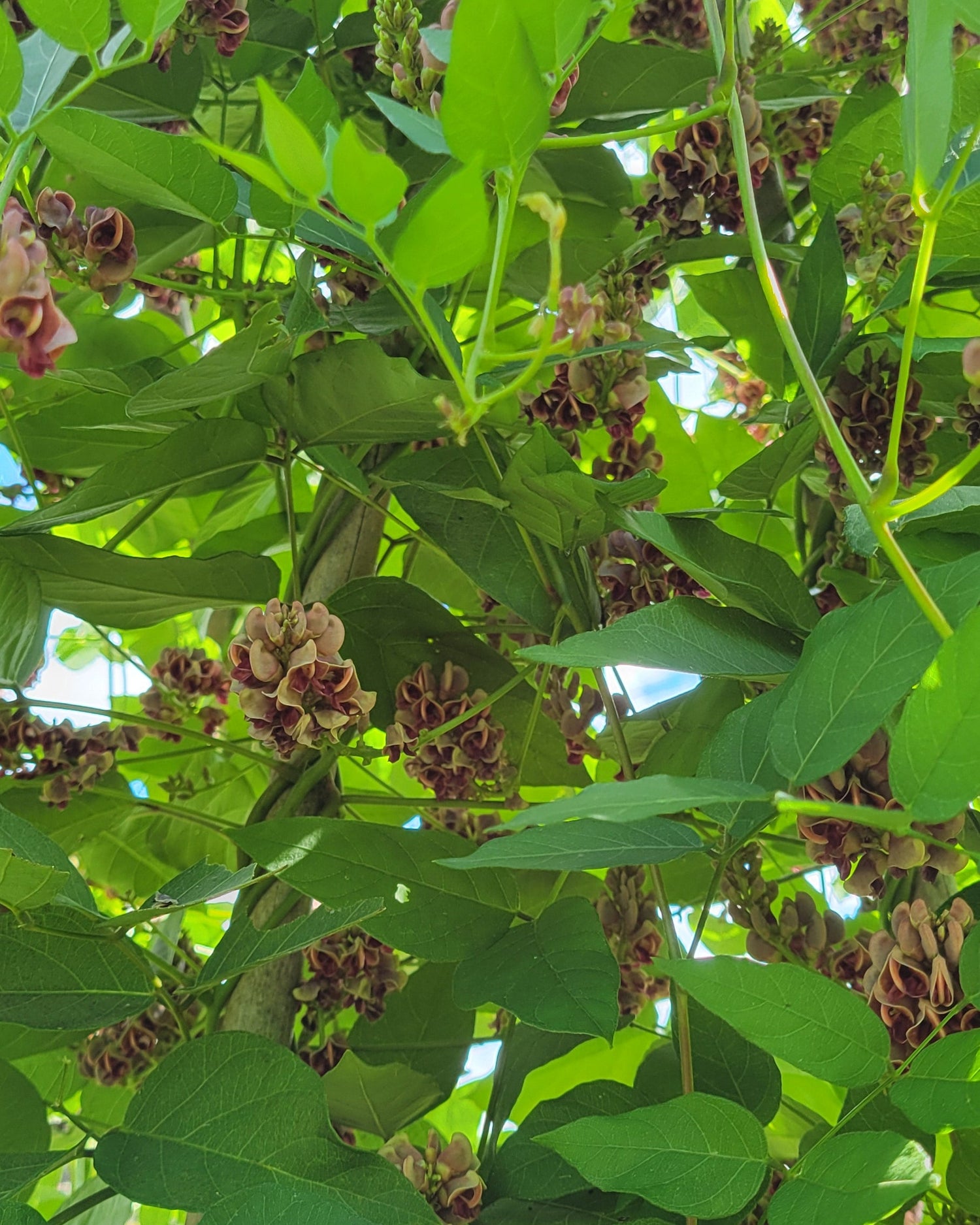 american groundnut vine blooming