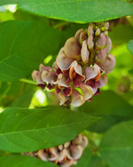 American groundnut blossoms closeup