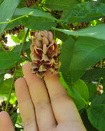 American Groundnut blossom with hand for scale
