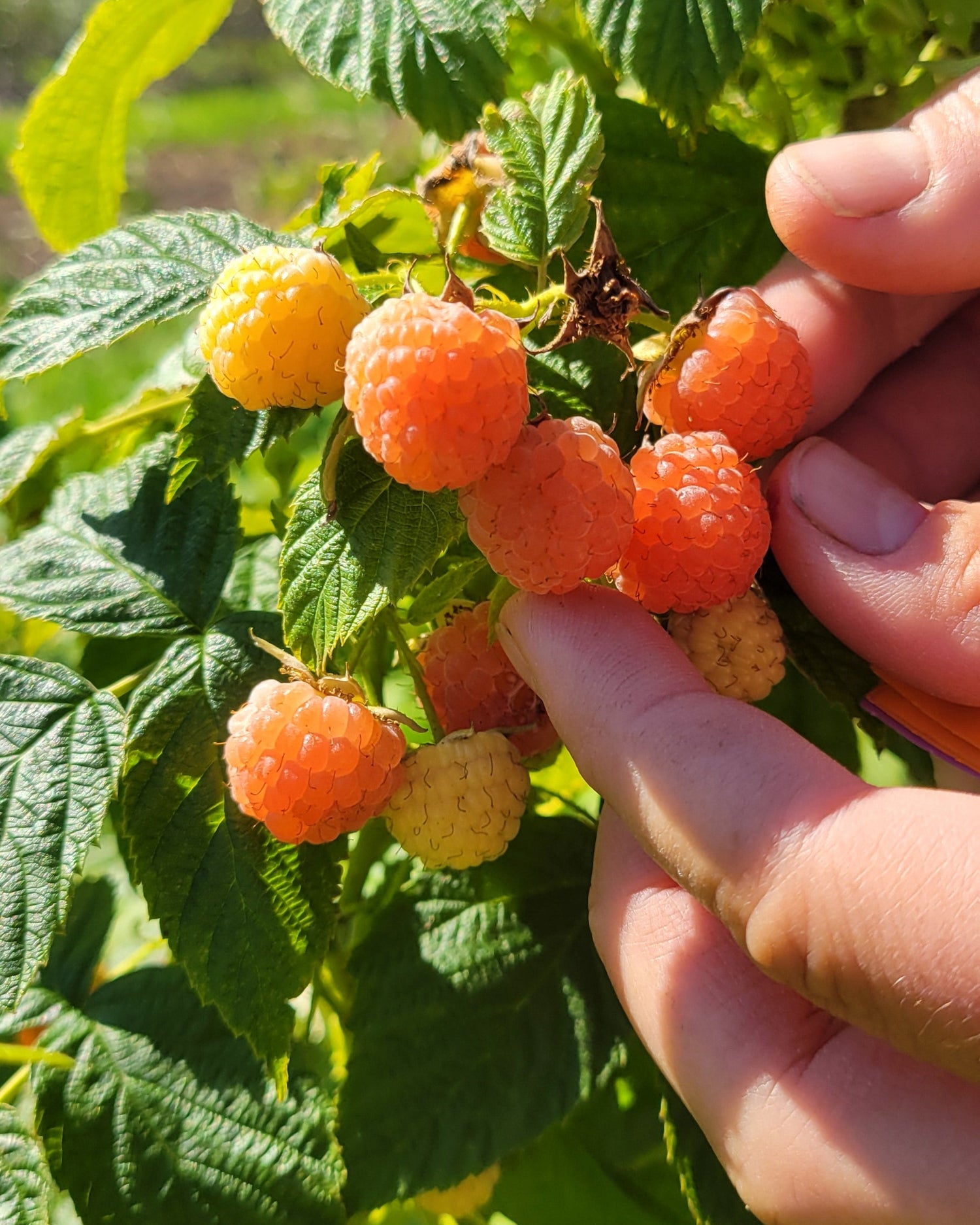Anne raspberries being harvested.