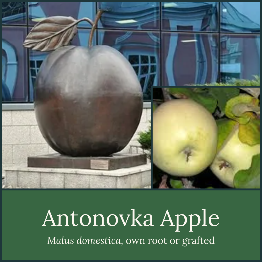 Antonovka Apple Bareroot