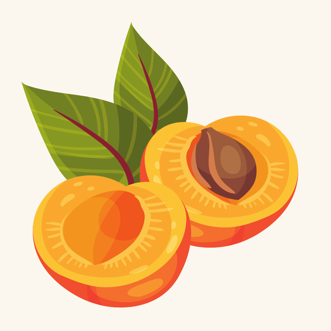 drawing representing Montrose Apricot