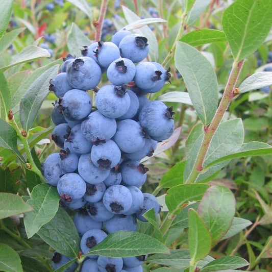 Draper Highbush Blueberries on the bush