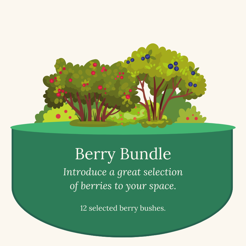 Introduce a great selection of berries to your space.