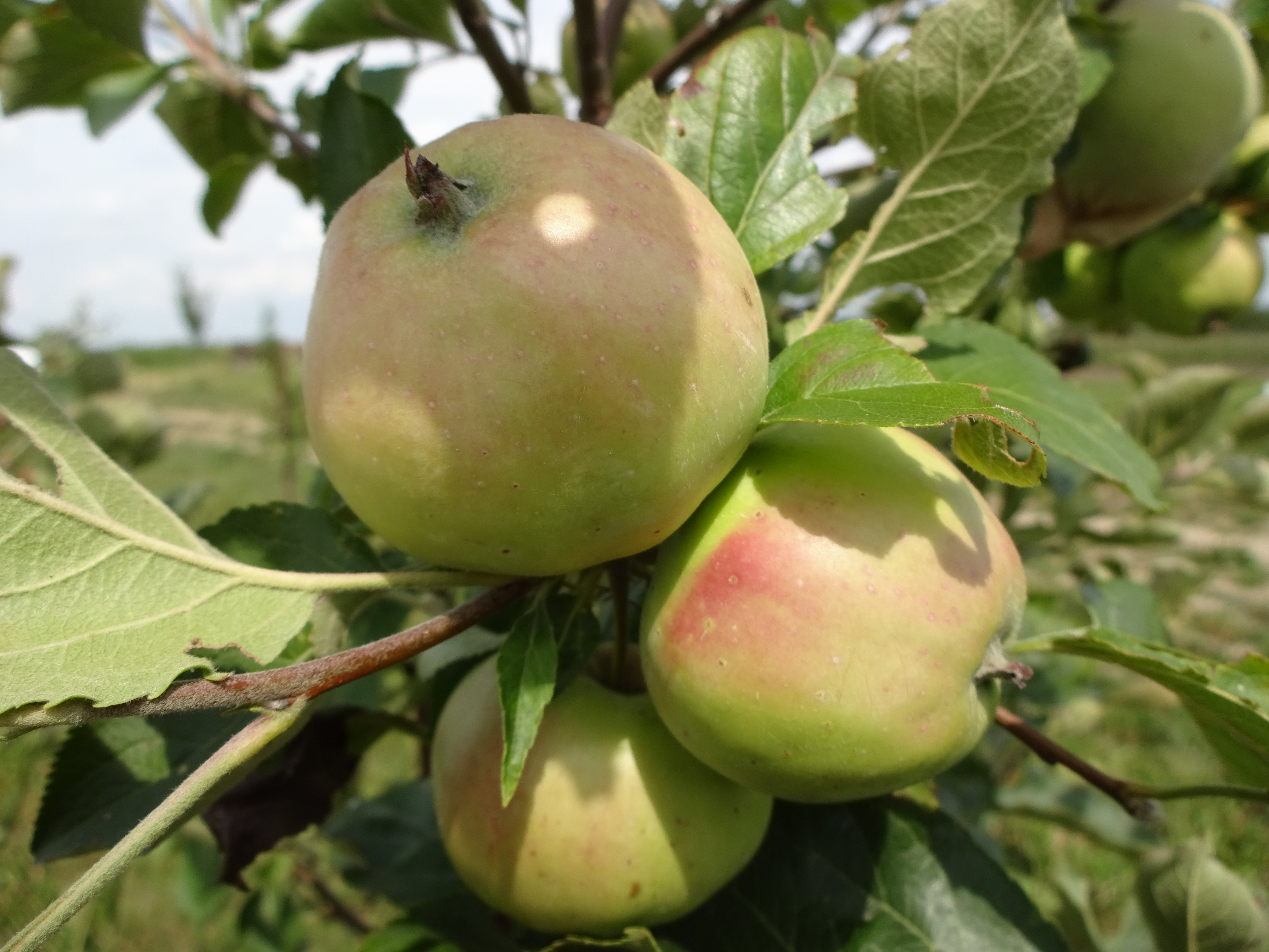 Apple Trees – Silver Creek Nursery Ltd.