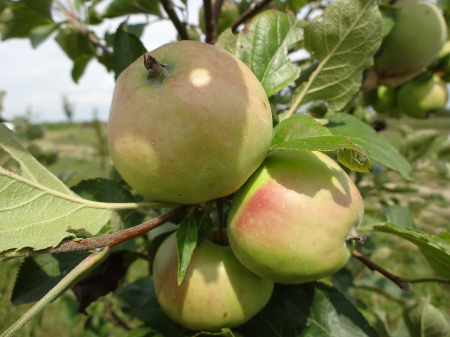Bulmer's Norman Apple Bareroot