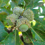 Burr Oak acorns on the tree (unripe).