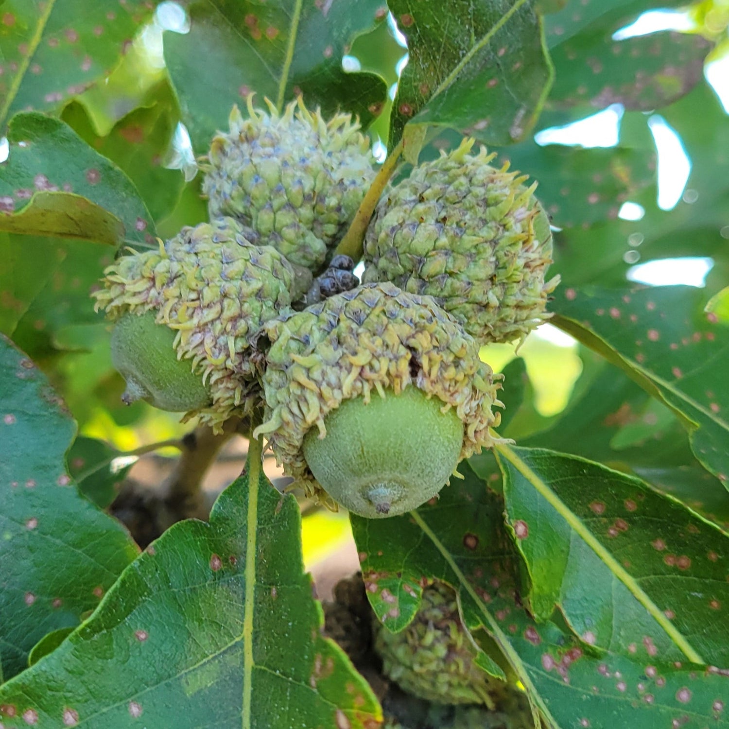 Burr Oak acorns on the tree (unripe).
