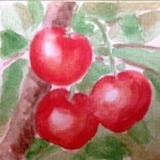 Big Red Dwarf Sour Cherry Bush Bareroot