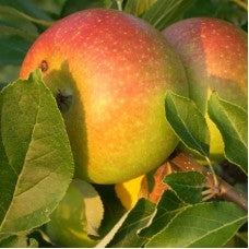 Potted Cox's Orange Pippin Apple