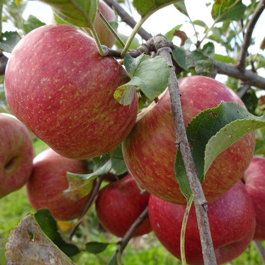 tsugaru apple tree with apples on the tree