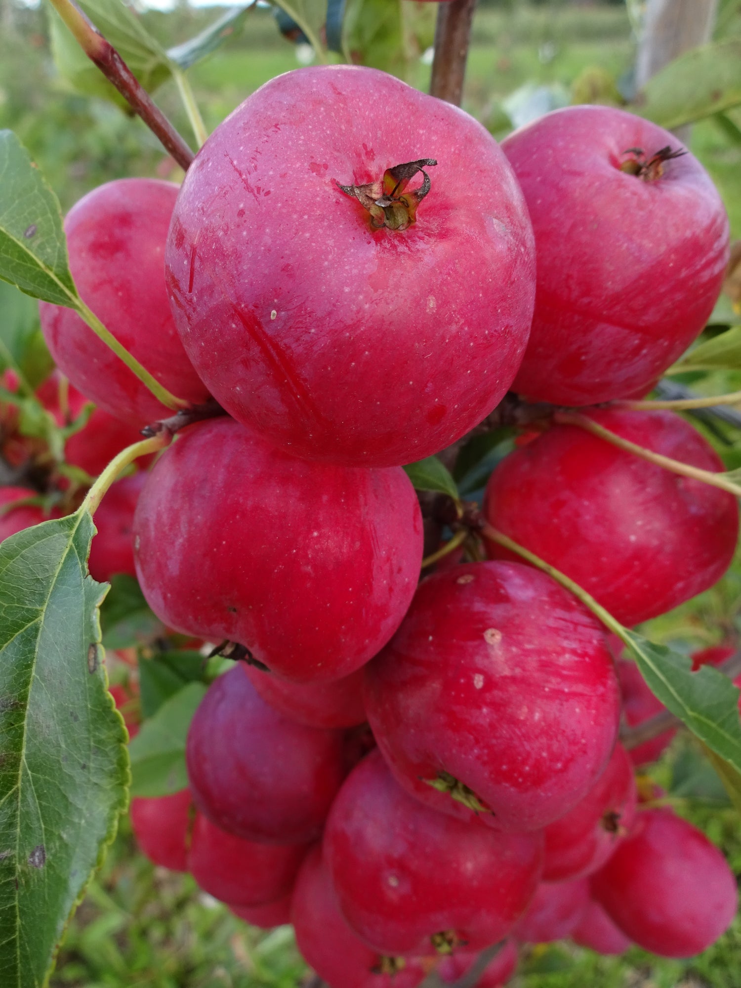 Kerr Applecrab Bareroot