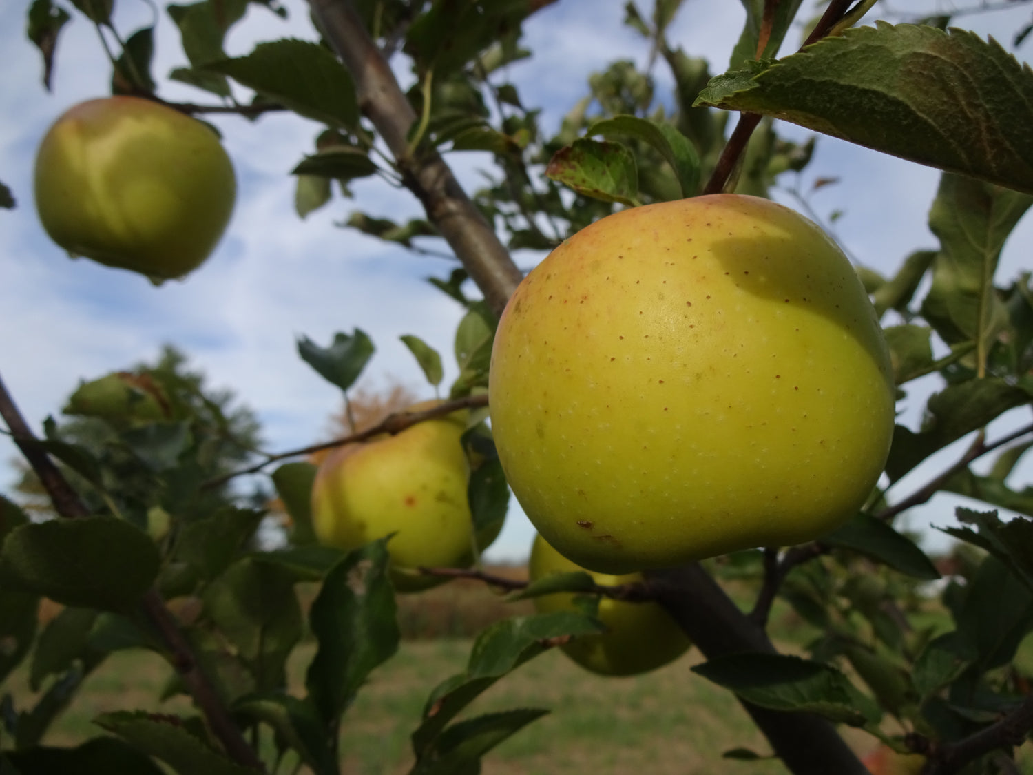 Grimes Golden Apple Bareroot