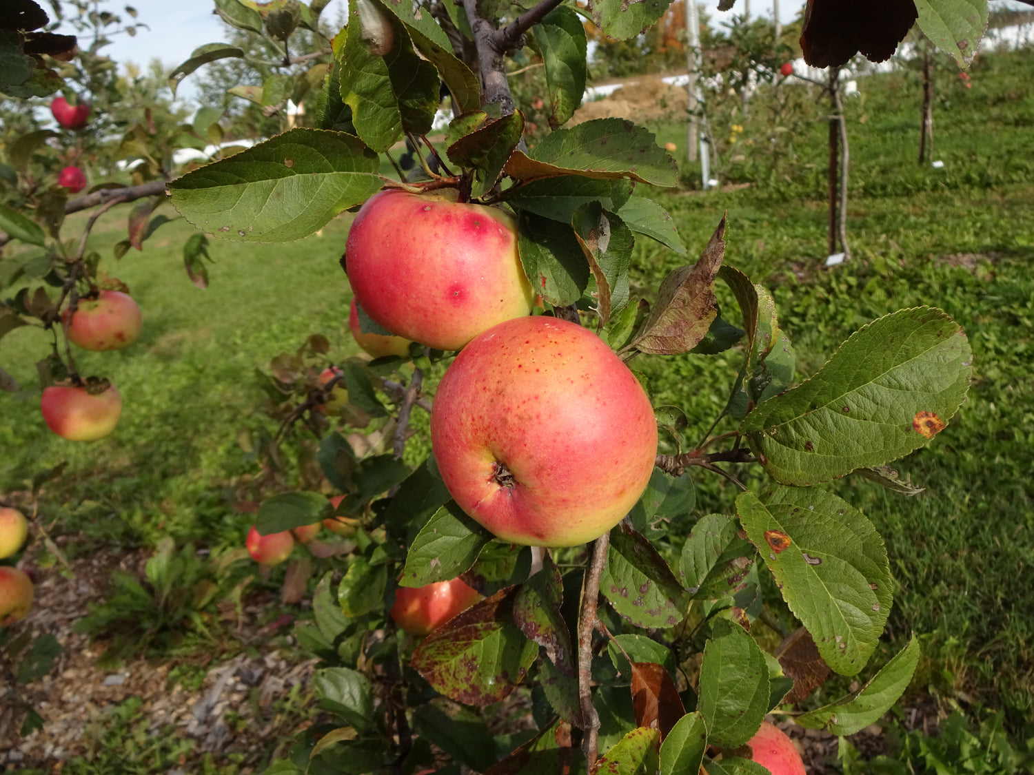 Winter Banana Apple Bareroot