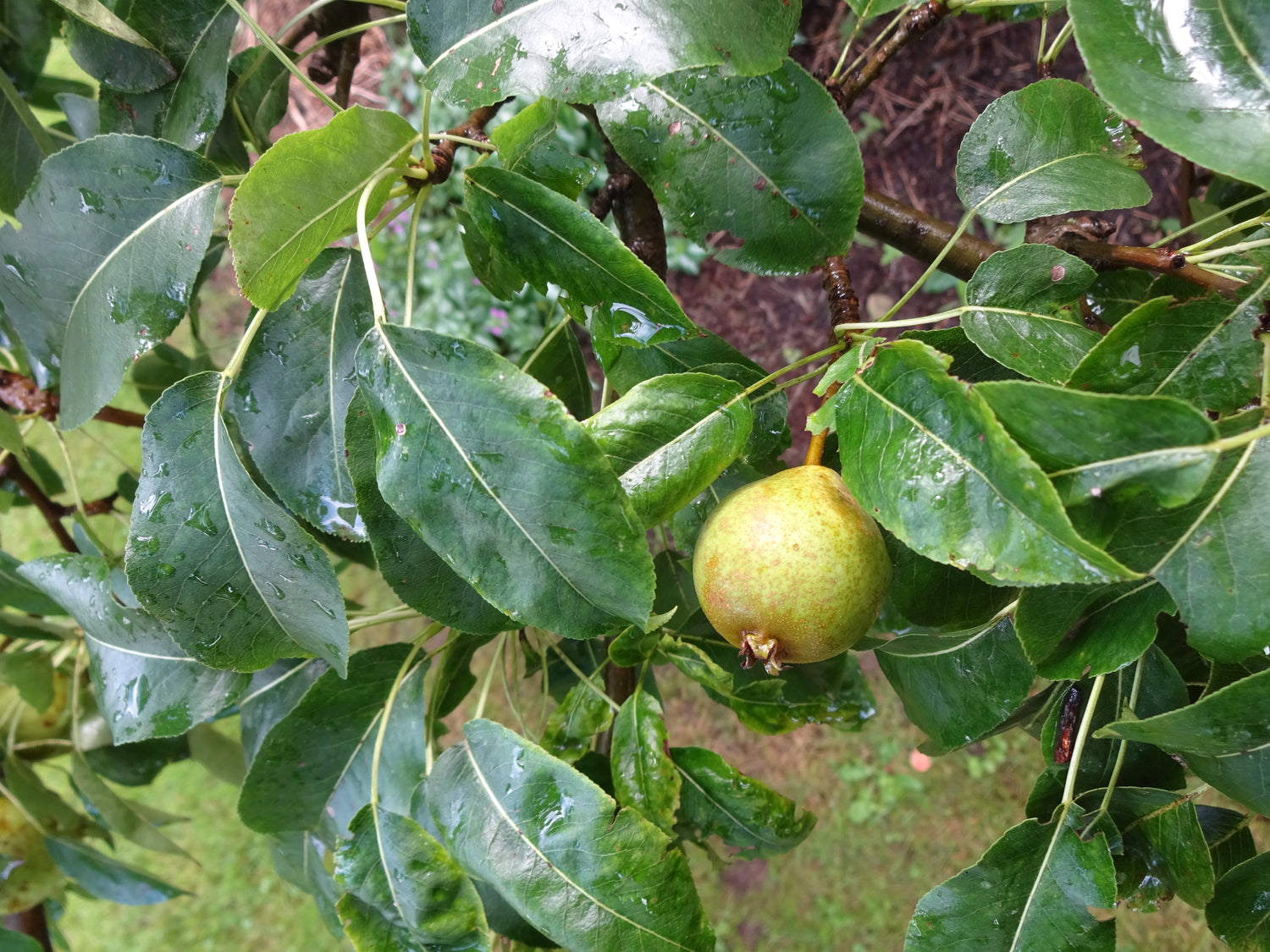 Hendre Huffcap European Pear Bareroot