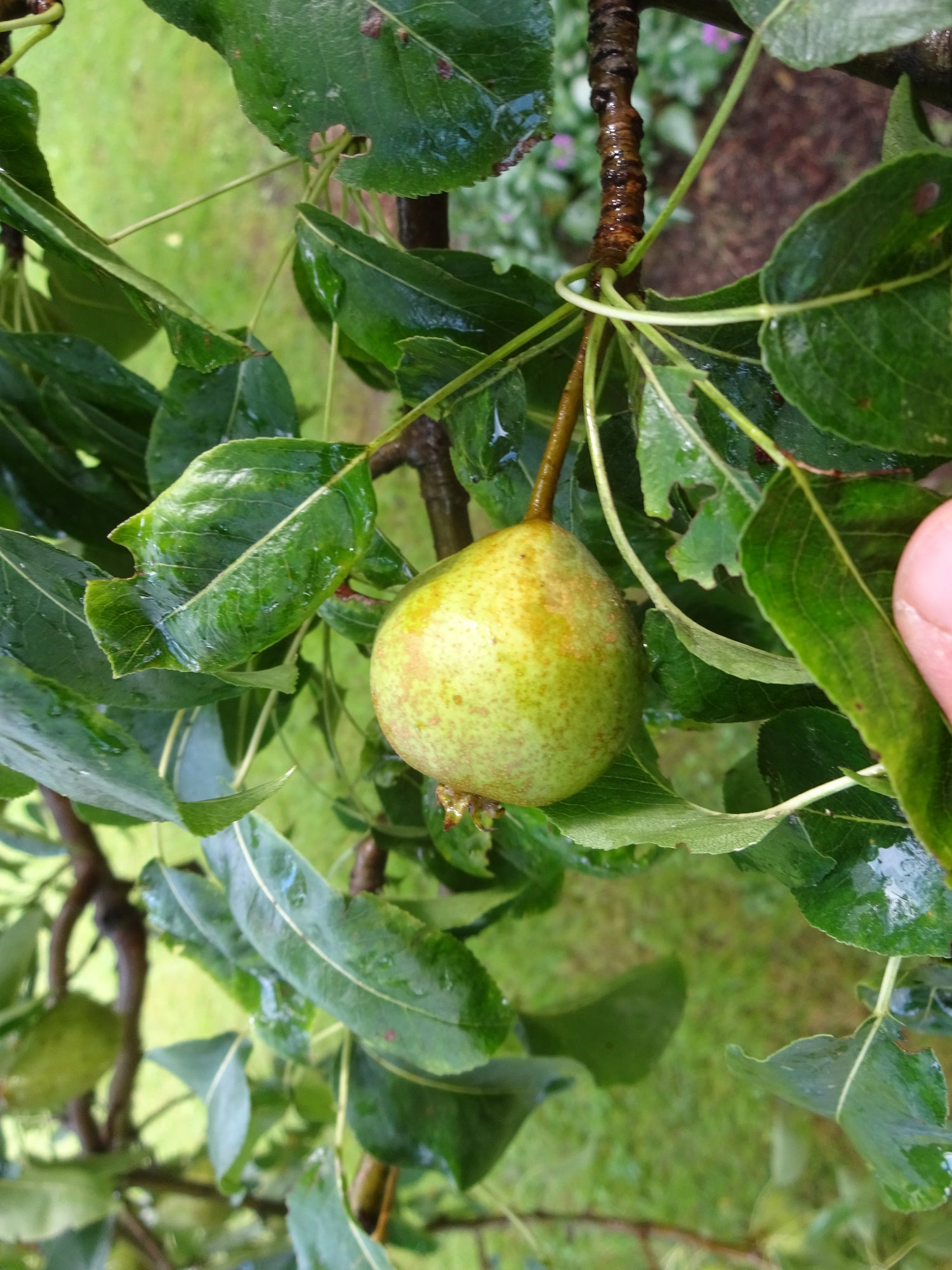 Hendre Huffcap European Pear Bareroot