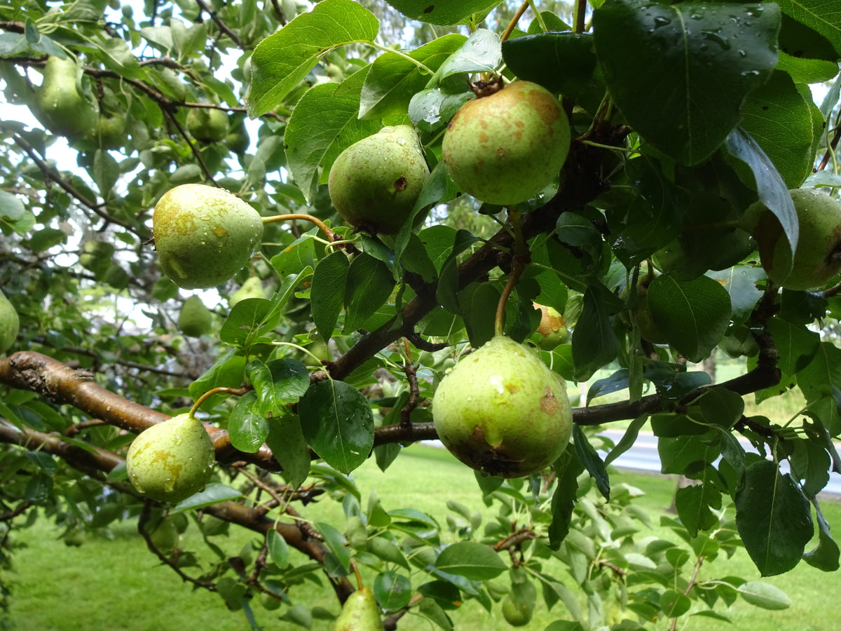 Thorne European Pear Scionwood