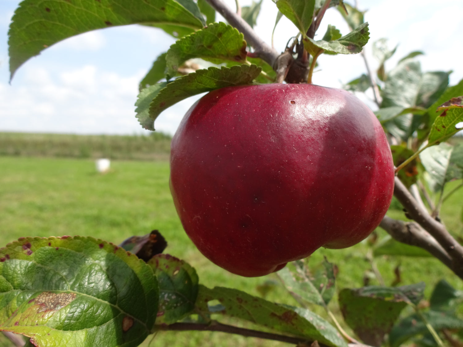 Prima Apple Bareroot