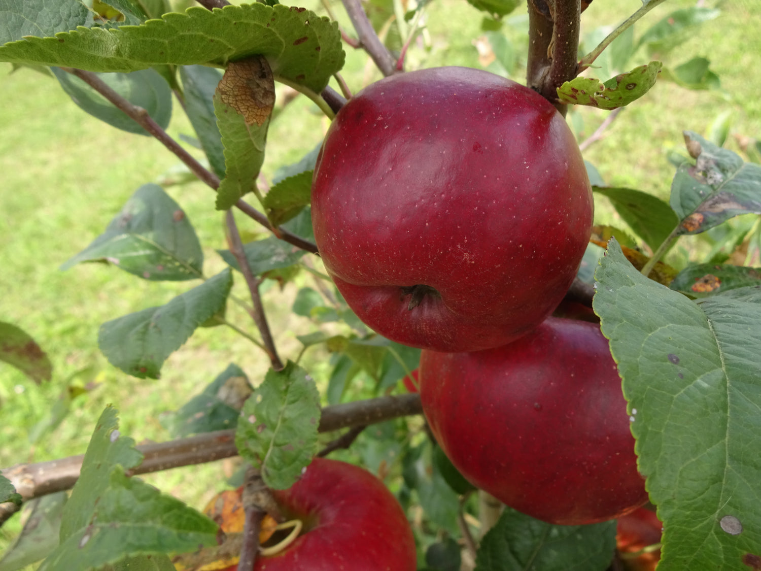 Prima Apple Bareroot