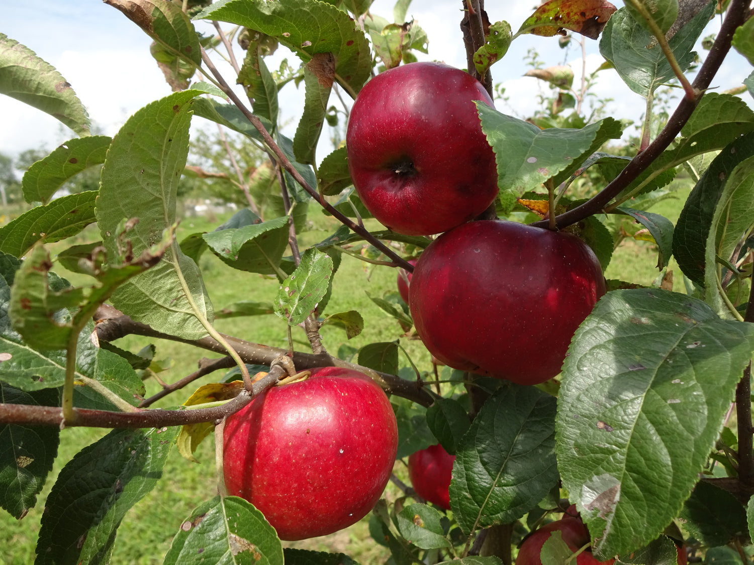 Prima Apple Bareroot