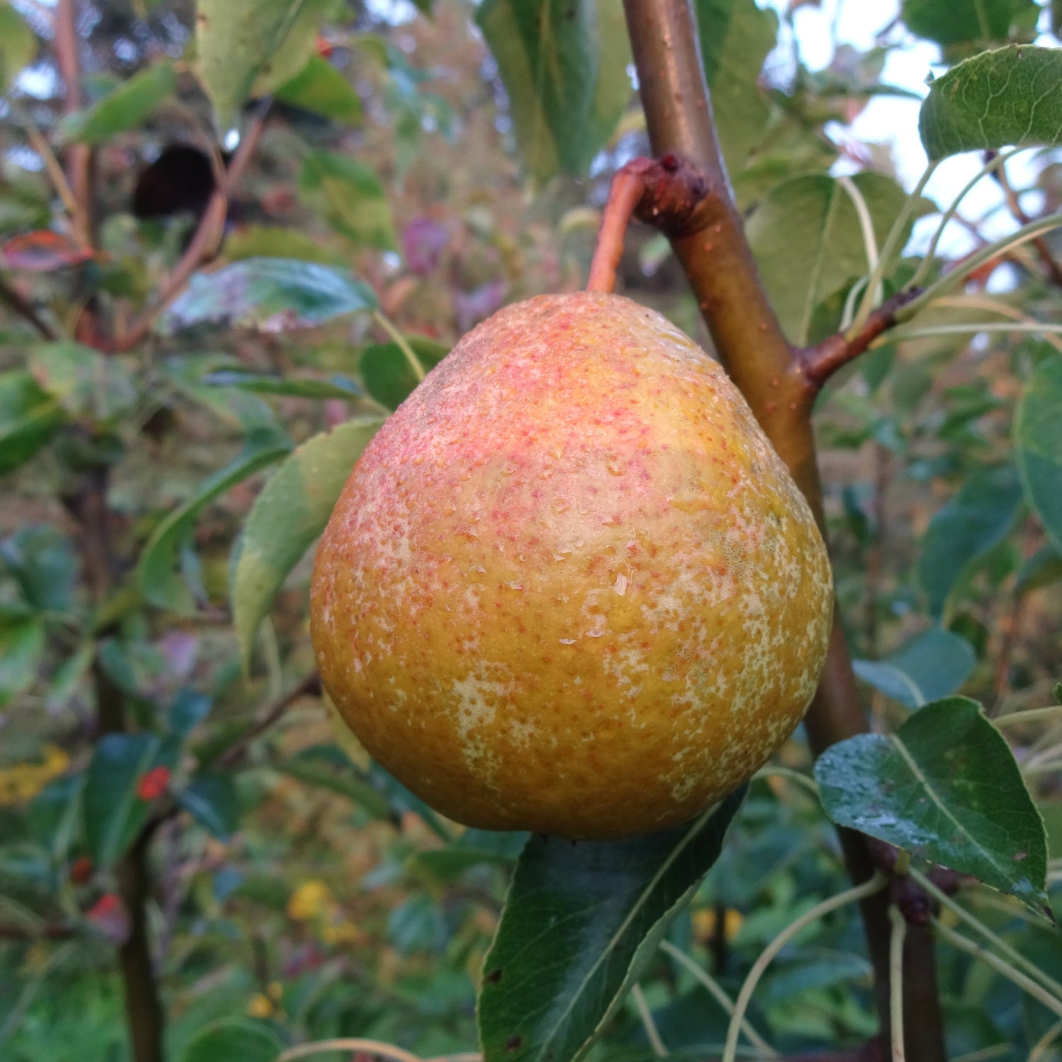 Luscious Pear