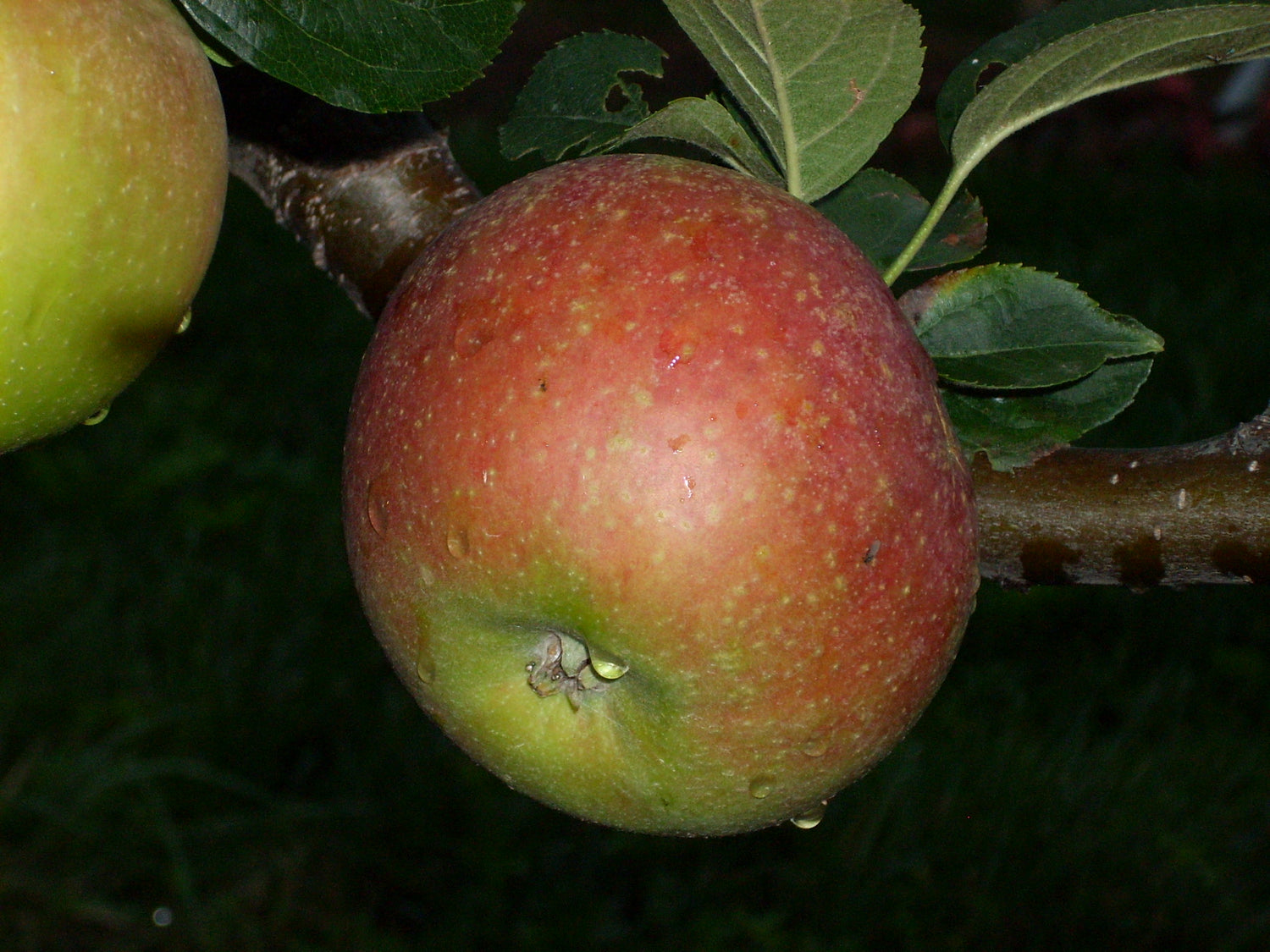 Blenheim Orange Apple Bareroot