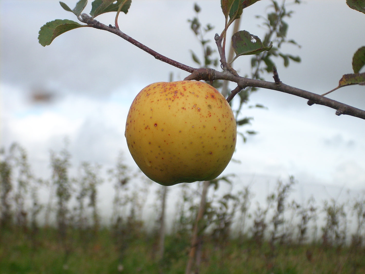 Honeygold Apple Bareroot