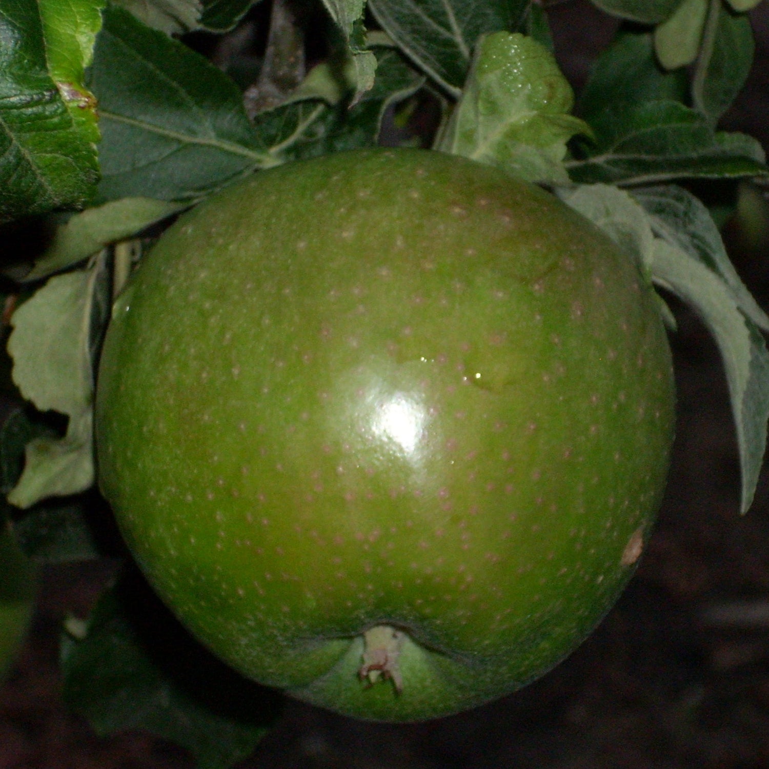 Granny Smith Apple Bareroot