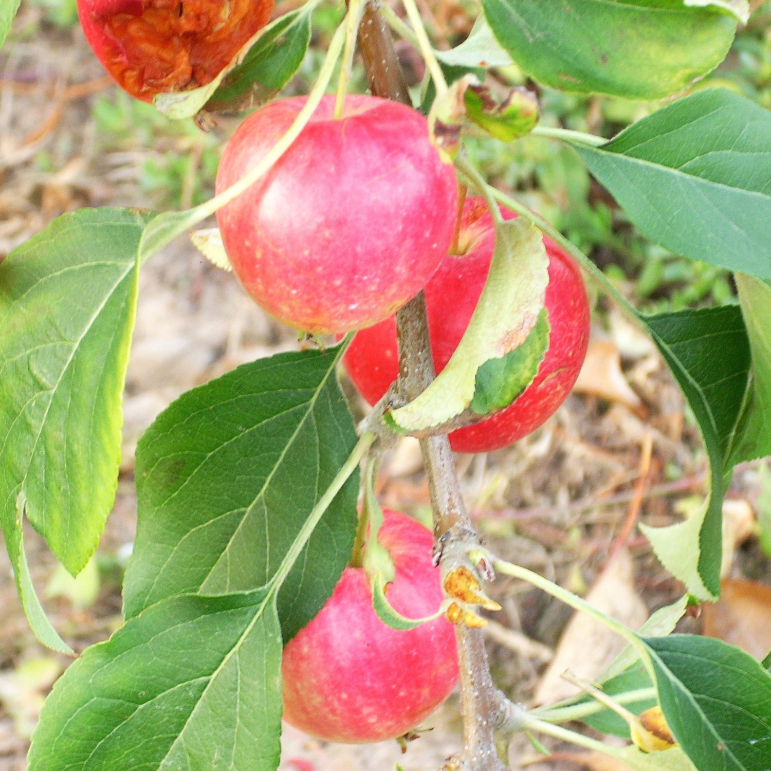 Rescue Applecrab Bareroot
