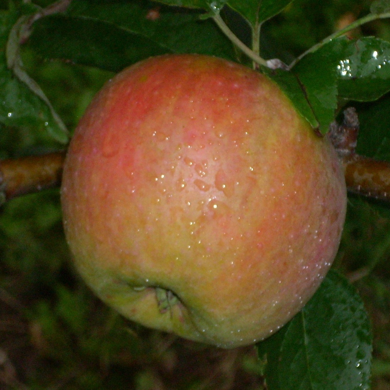 York Imperial Apple