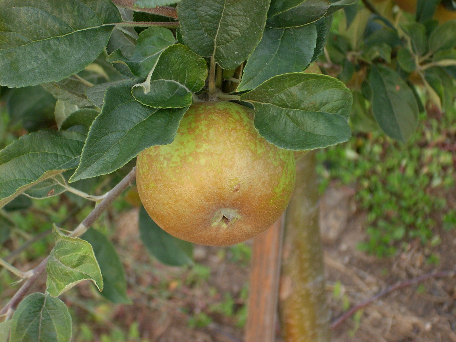 Pomme Gris Apple Bareroot