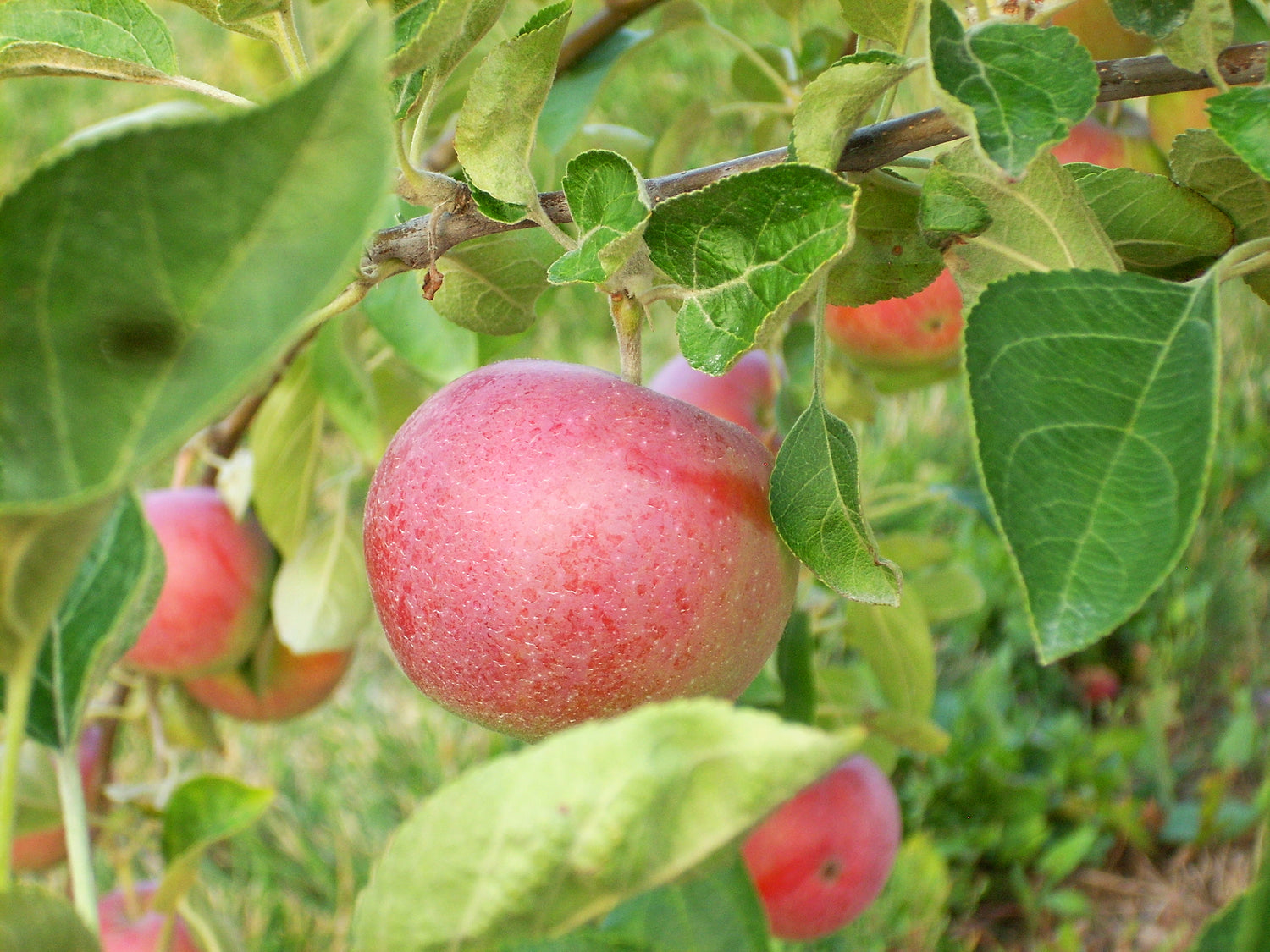 Jerseymac Apple Bareroot