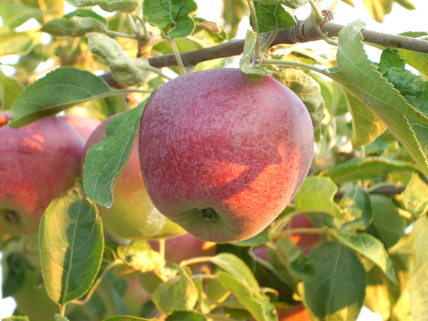 Jerseymac Apple Bareroot