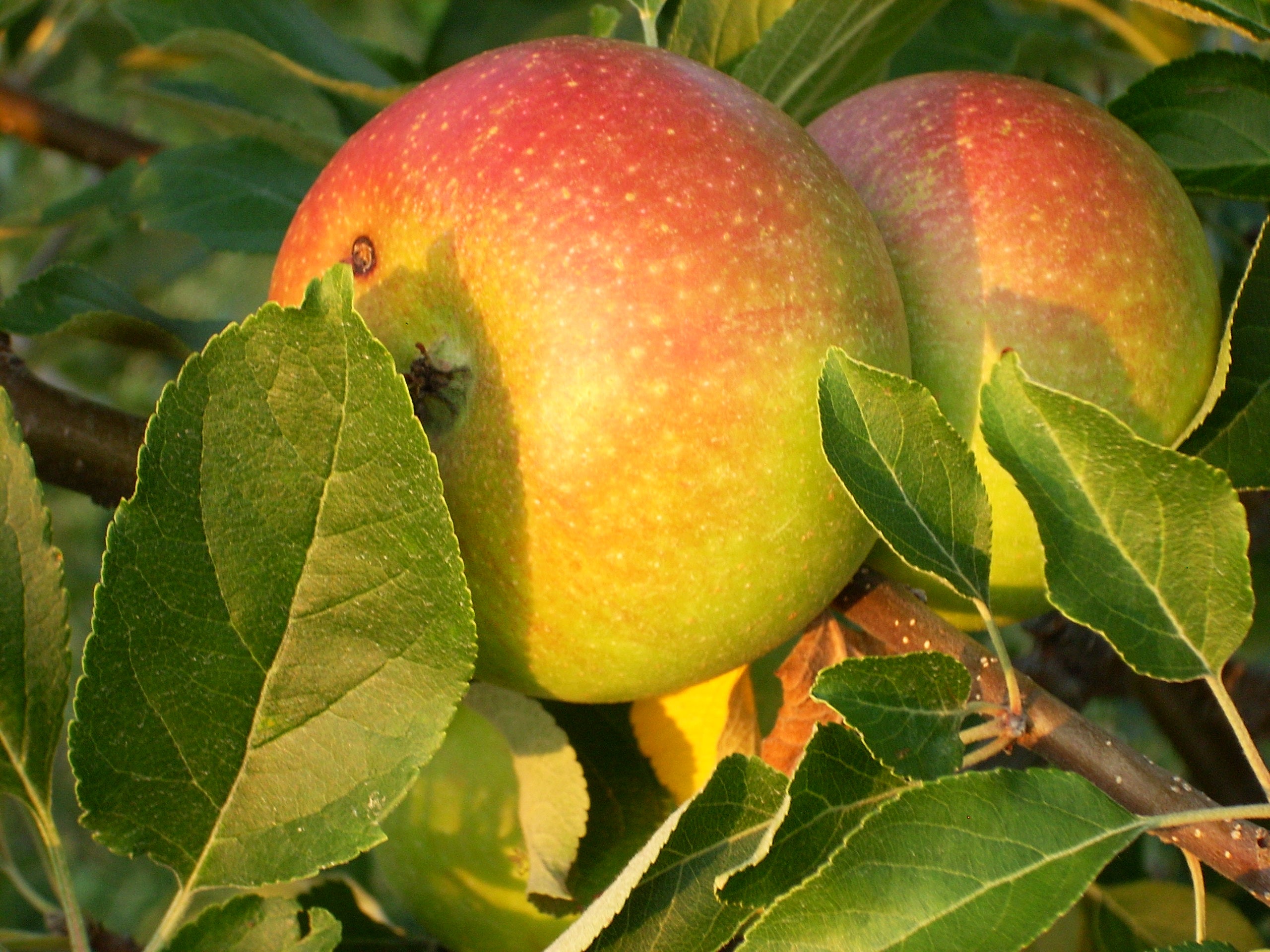 Apple Trees – Silver Creek Nursery Ltd.