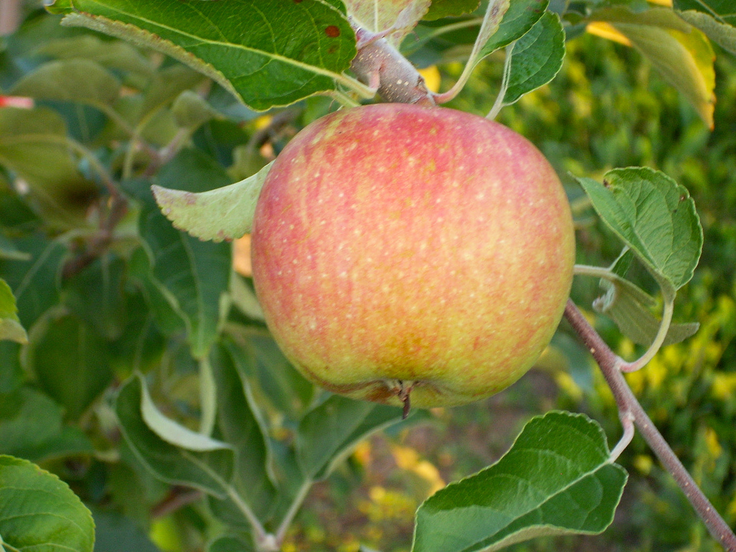 Ben Davis Apple Bareroot