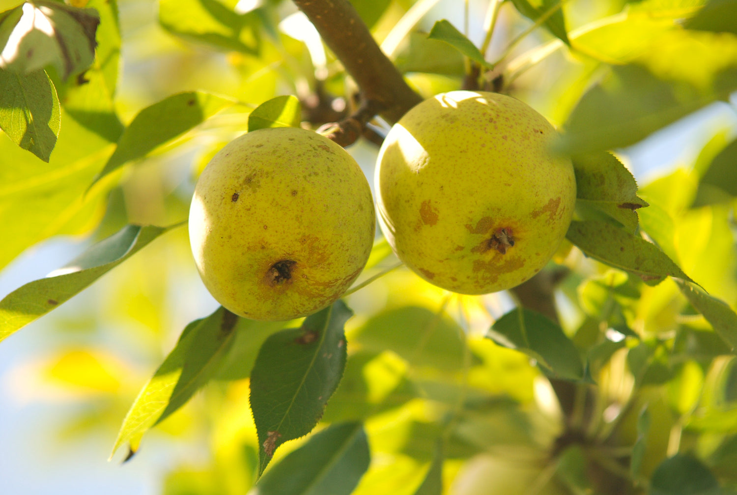 Ping Guo Li Pear Bareroot