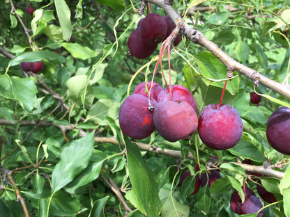 Dolgo Crabapple