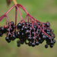 Wild Elderberry Seedling