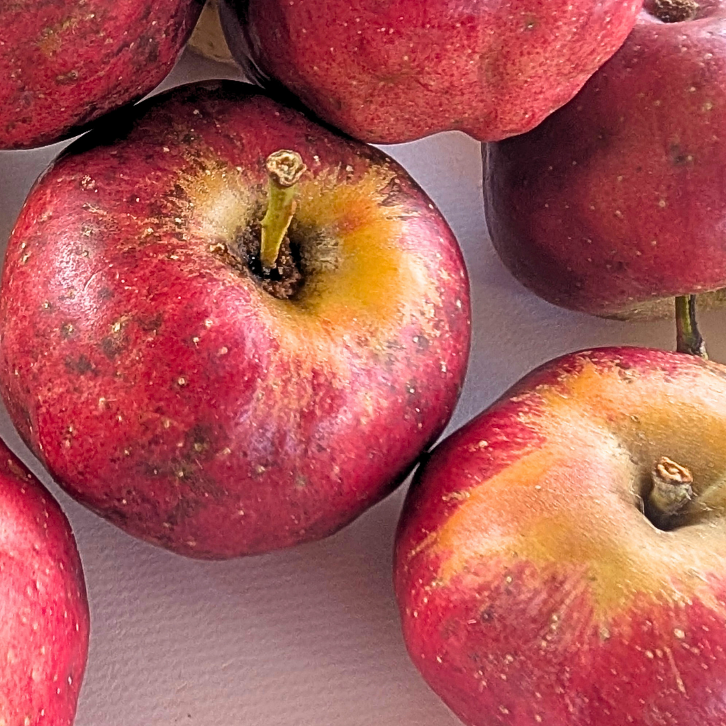 Galarina™ Apple Scionwood
