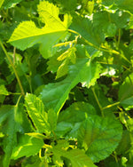 Grandpa Harold mulberry foliage.